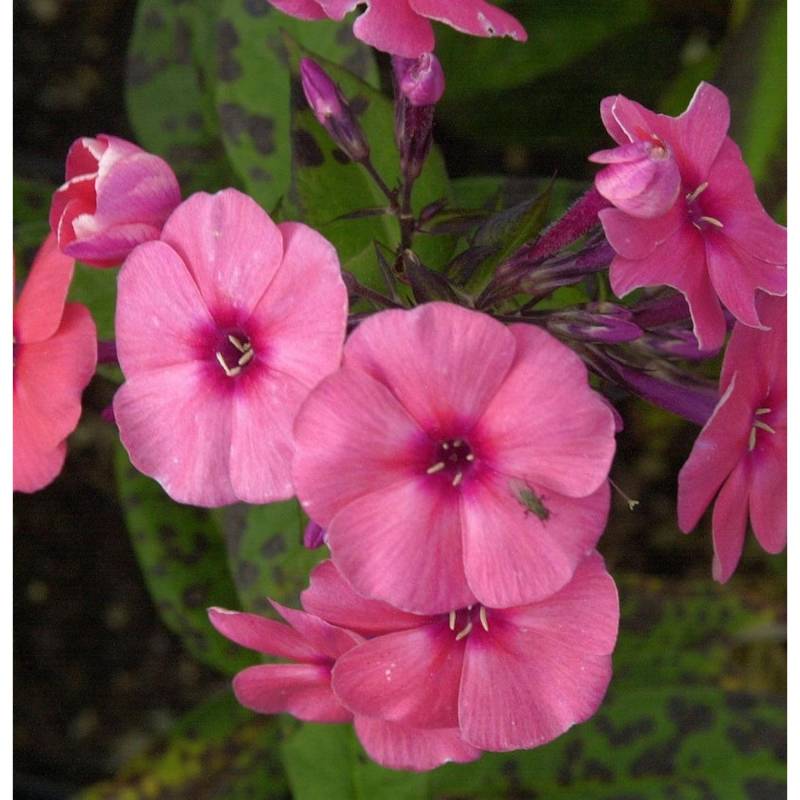 Hohe Flammenblume Jeffs Pink - Phlox paniculata Hohe Flammenblume Jeffs Pink - Phlox paniculata von Die Nr-01.de