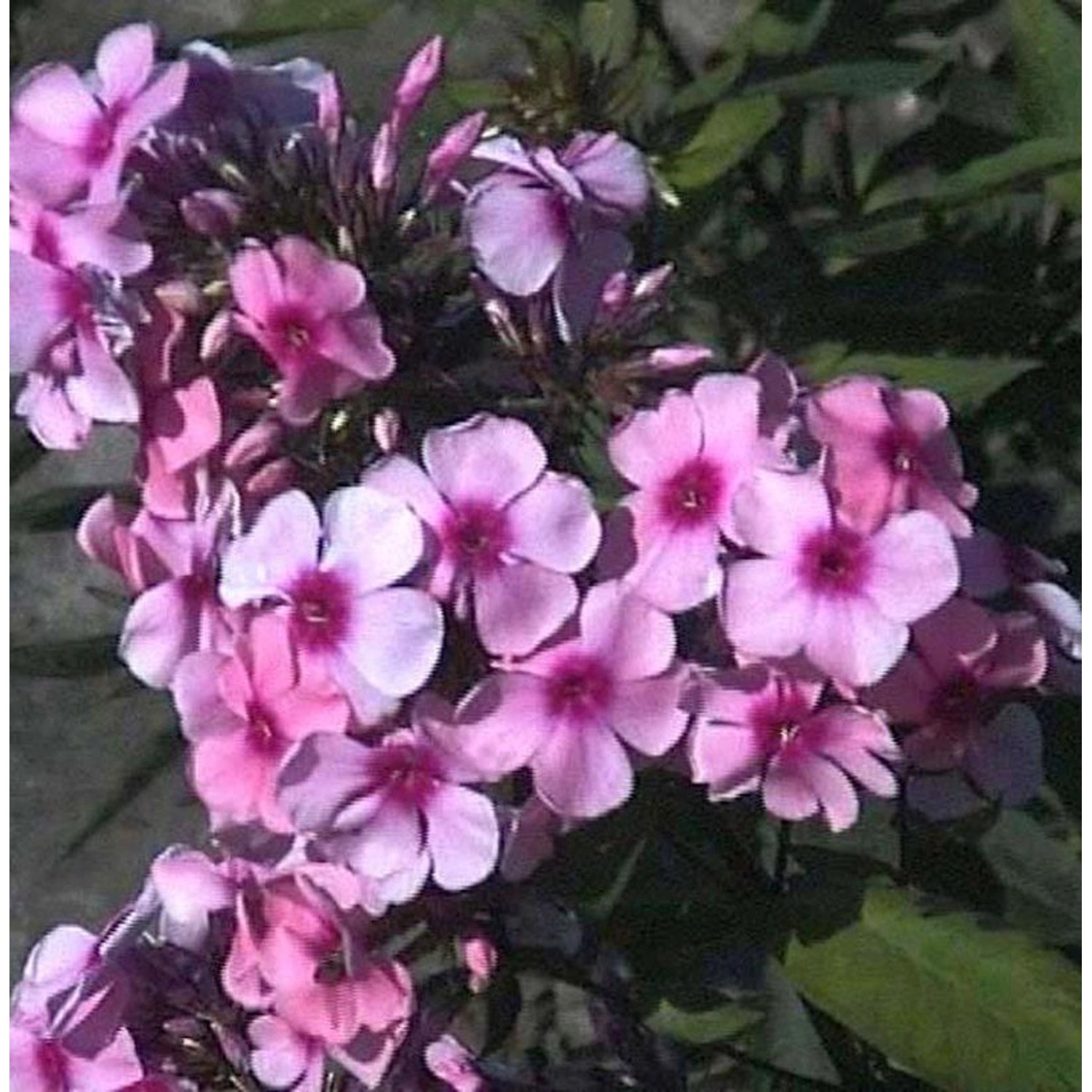 Hohe Flammenblume Pink Lady - Phlox paniculata von Die Nr-01.de
