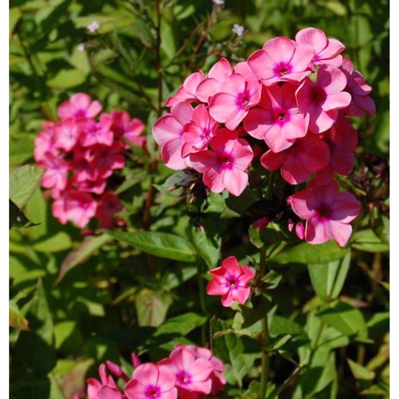 Hohe Flammenblume Windsor - Phlox paniculata von Die Nr-01.de
