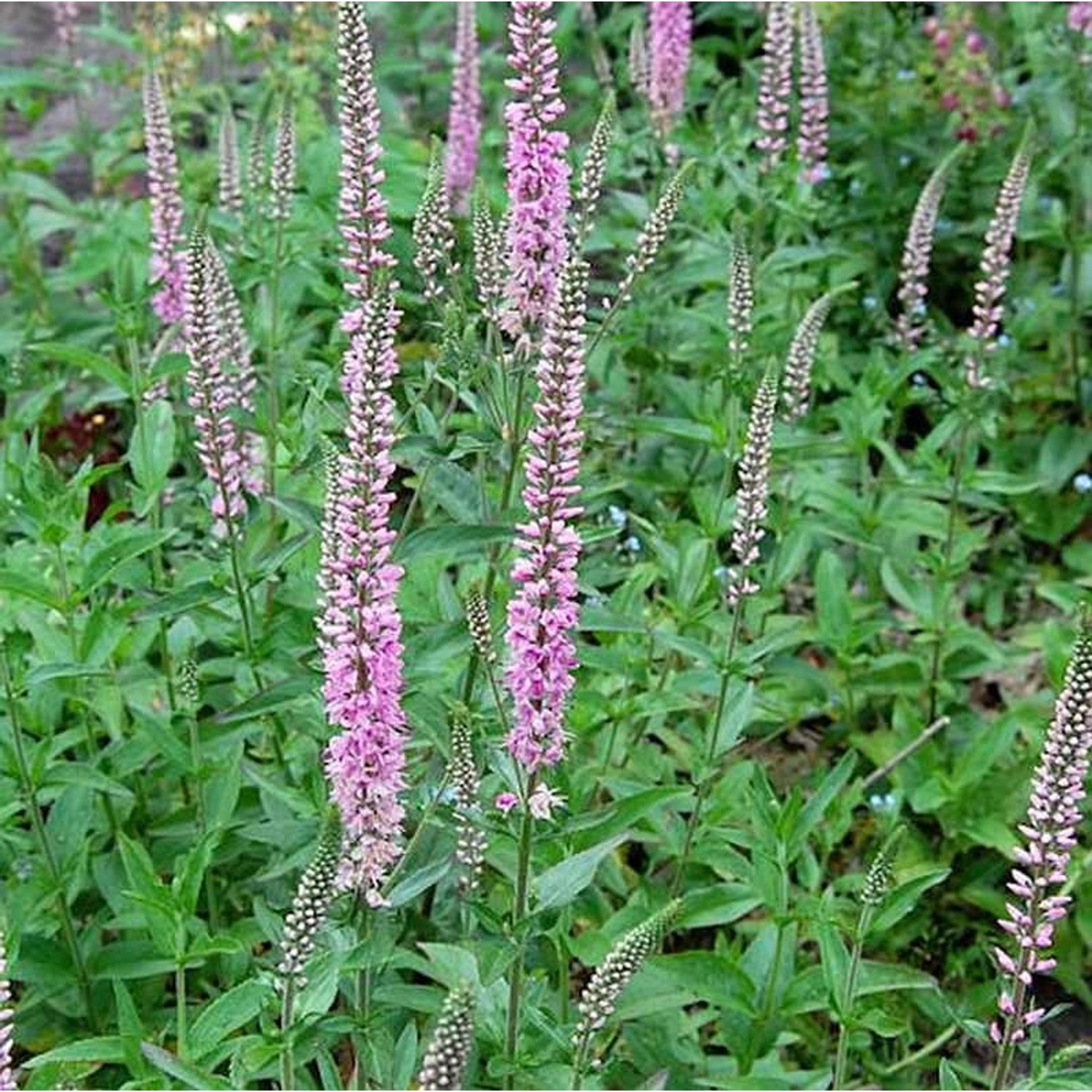 Hoher Wiesenehrenpreis Pink Damask - Veronica longifolia von Die Nr-01.de