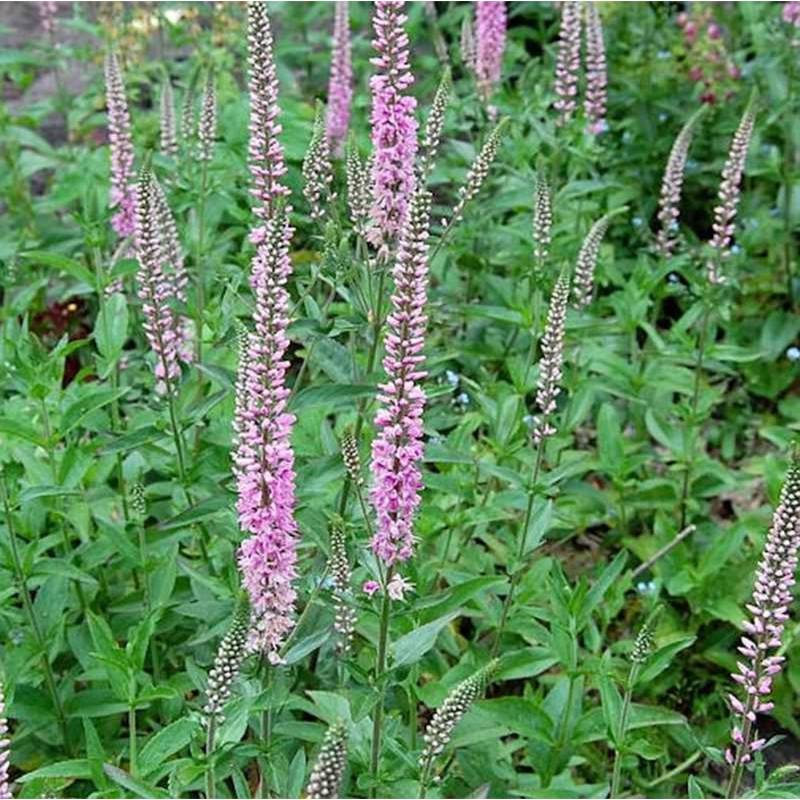 Hoher Wiesenehrenpreis Pink Damask - Veronica longifolia von Die Nr-01.de