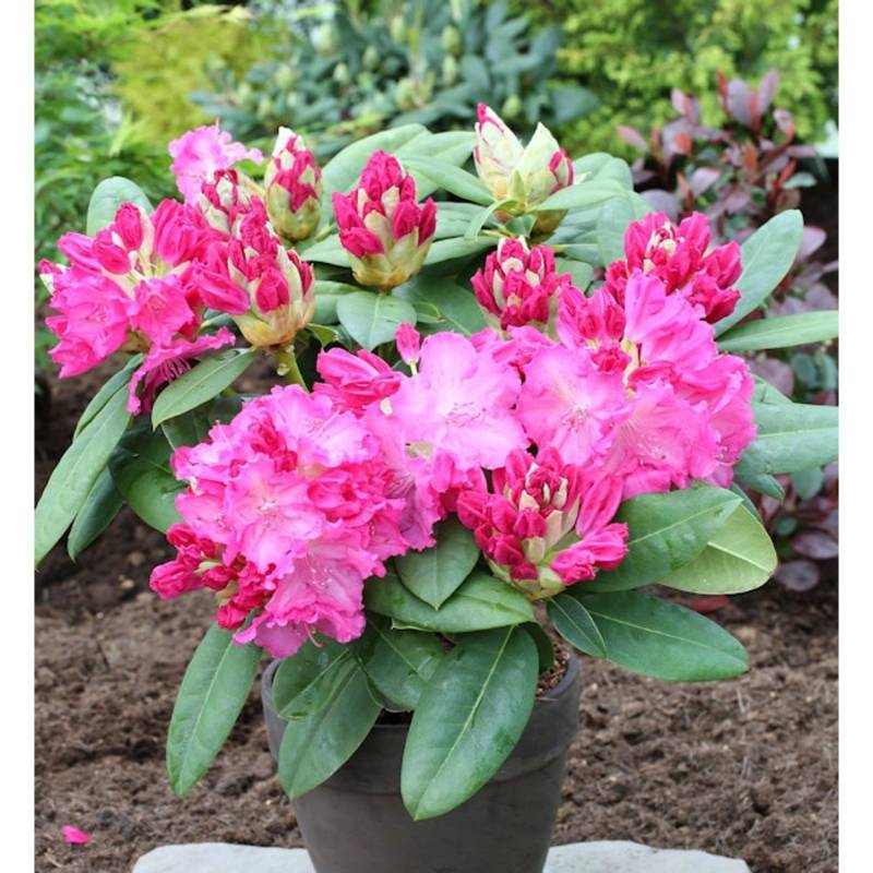INKARHO - Großblumige Rhododendron Ariane IV 50-60cm - Alpenrose INKARHO - Großblumige Rhododendron Ariane IV 50-60cm - Alpenrose von Die Nr-01.de