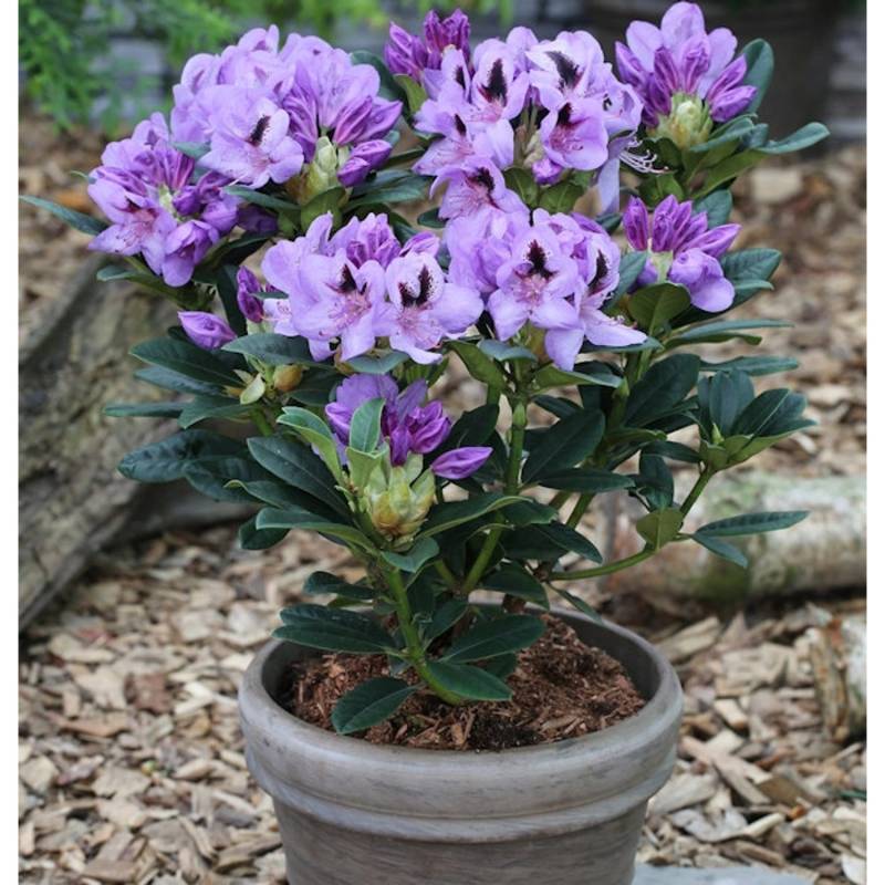 INKARHO - Großblumige Rhododendron Blue Jay 40-50cm - Alpenrose von Die Nr-01.de