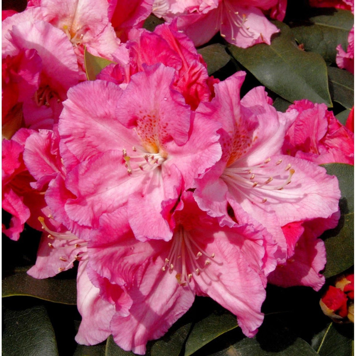 INKARHO - Großblumige Rhododendron Caruso 25-30cm - Alpenrose INKARHO - Großblumige Rhododendron Caruso 25-30cm - Alpenrose von Die Nr-01.de