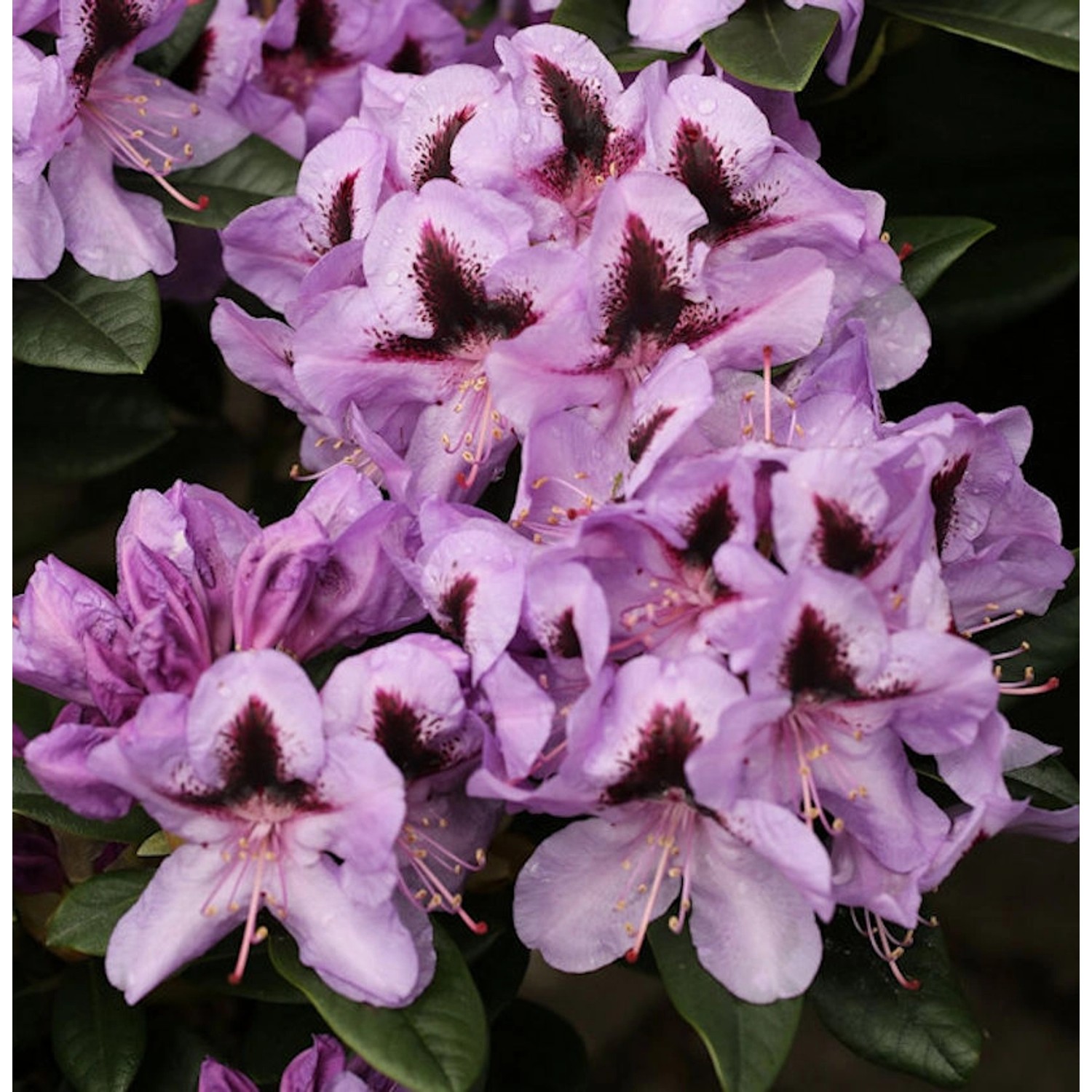 INKARHO - Großblumige Rhododendron Christiane Herzog 50-60cm - Alpenrose INKARHO - Großblumige Rhododendron Christiane Herzog 50-60cm - Alpenrose von Die Nr-01.de
