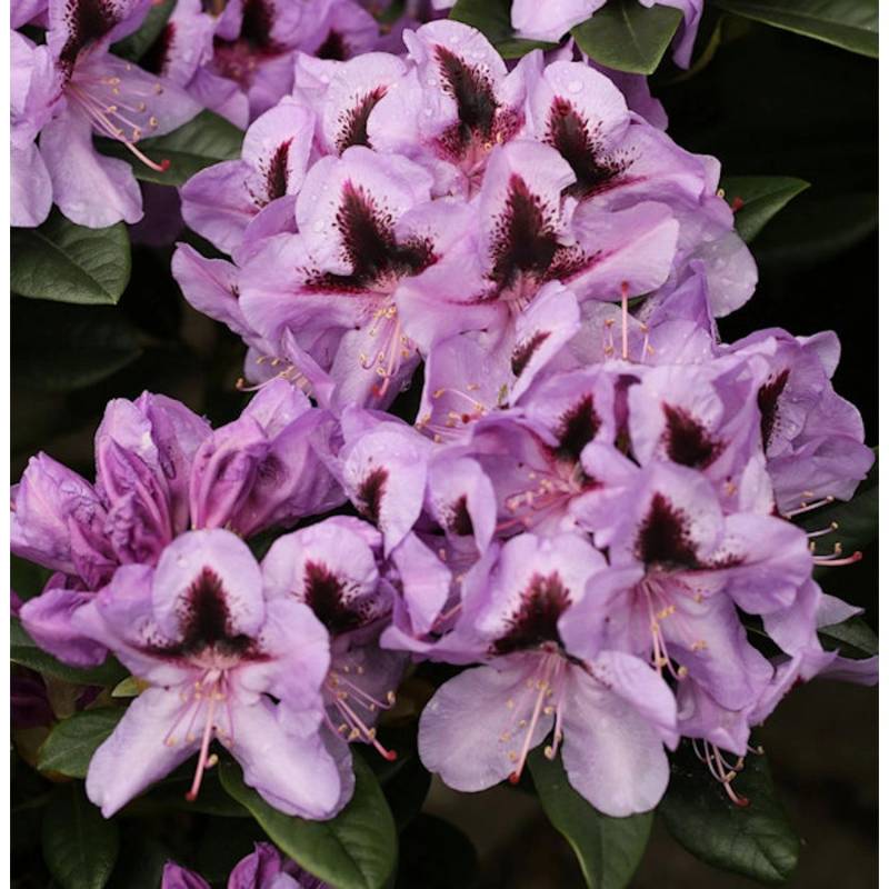 INKARHO - Großblumige Rhododendron Christiane Herzog 50-60cm - Alpenrose INKARHO - Großblumige Rhododendron Christiane Herzog 50-60cm - Alpenrose von Die Nr-01.de
