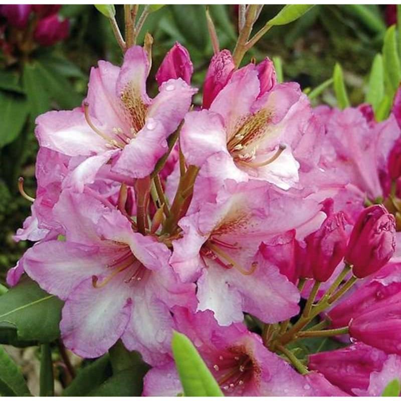 INKARHO - Großblumige Rhododendron Duke of York 40-50cm - Alpenrose von Die Nr-01.de