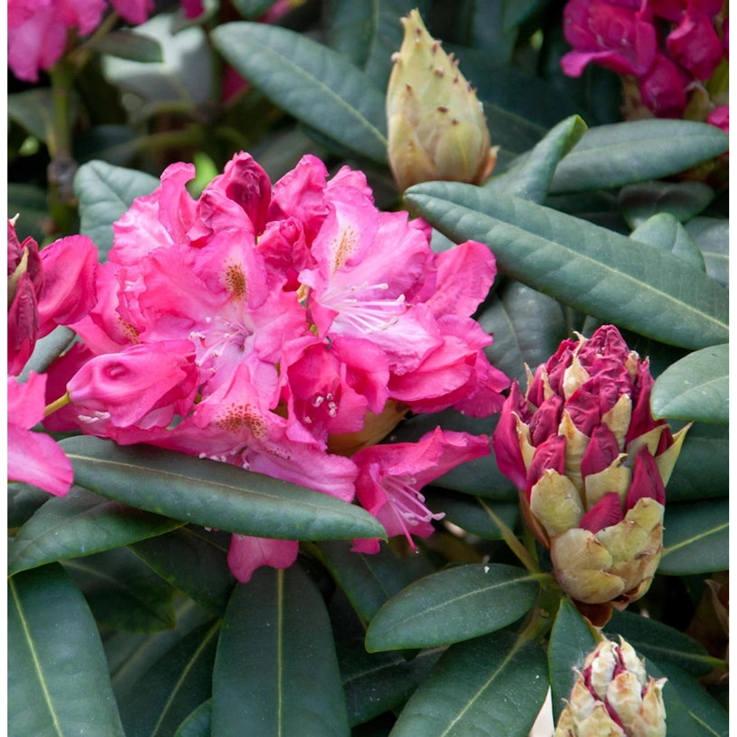 INKARHO - Großblumige Rhododendron Fidelius 50-60cm - Alpenrose INKARHO - Großblumige Rhododendron Fidelius 50-60cm - Alpenrose von Die Nr-01.de
