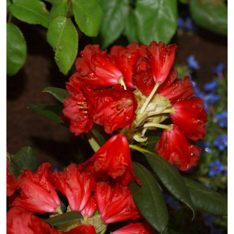 INKARHO - Großblumige Rhododendron Frühlingsglühen 25-30cm - Alpenrose INKARHO - Großblumige Rhododendron Frühlingsglühen 25-30cm - Alpenrose von Die Nr-01.de