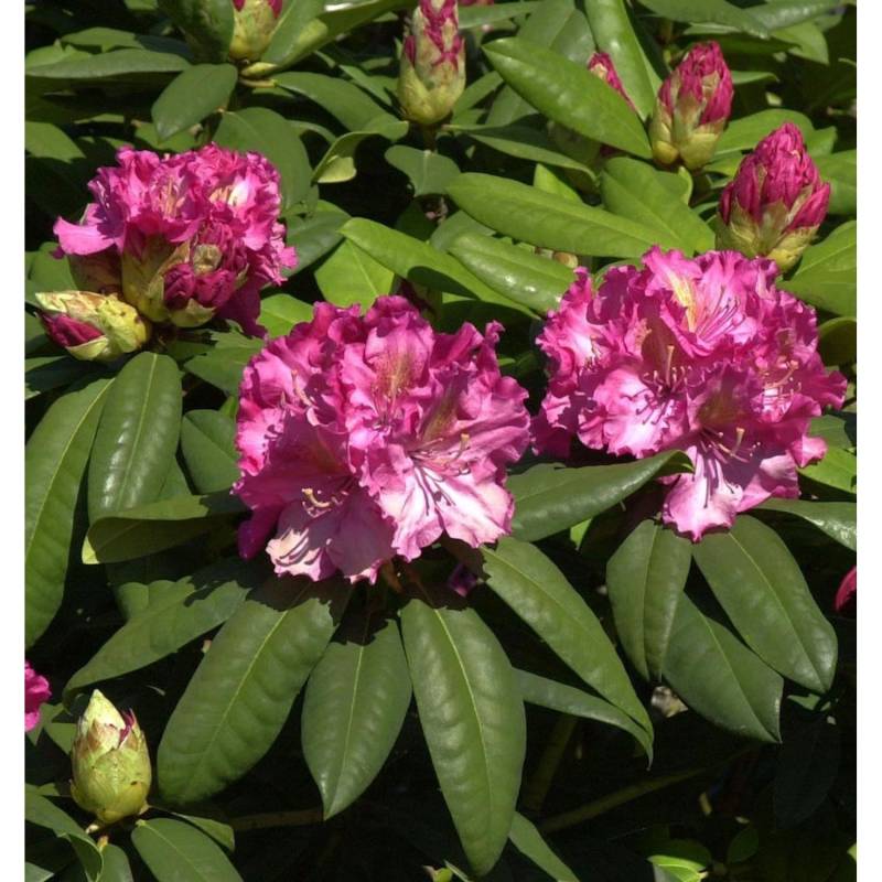 INKARHO - Großblumige Rhododendron Kirsten Begeer 50-60cm - Alpenrose INKARHO - Großblumige Rhododendron Kirsten Begeer 50-60cm - Alpenrose von Die Nr-01.de