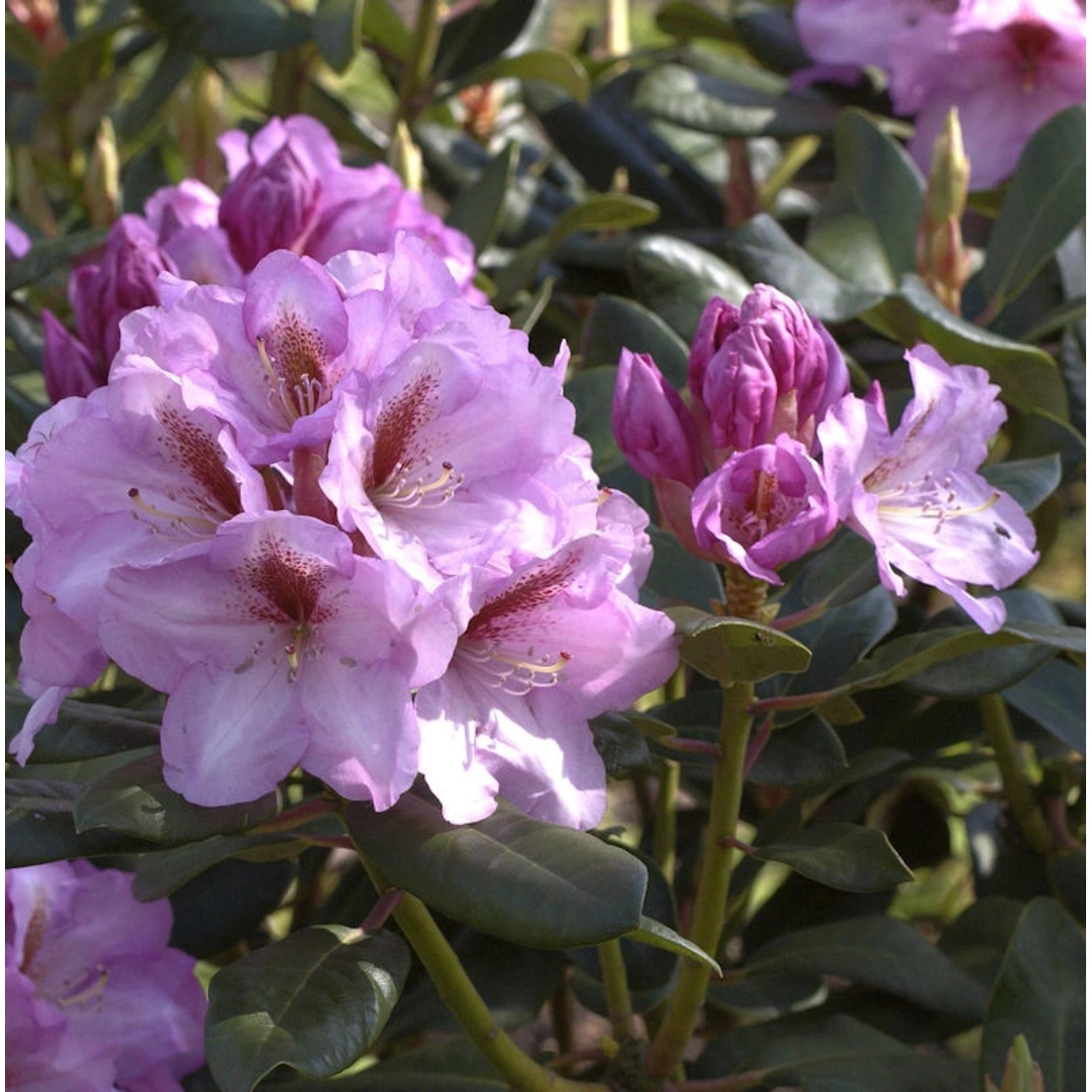 INKARHO - Großblumige Rhododendron Lavender Princess 50-60cm - Alpenrose INKARHO - Großblumige Rhododendron Lavender Princess 50-60cm - Alpenrose von Die Nr-01.de