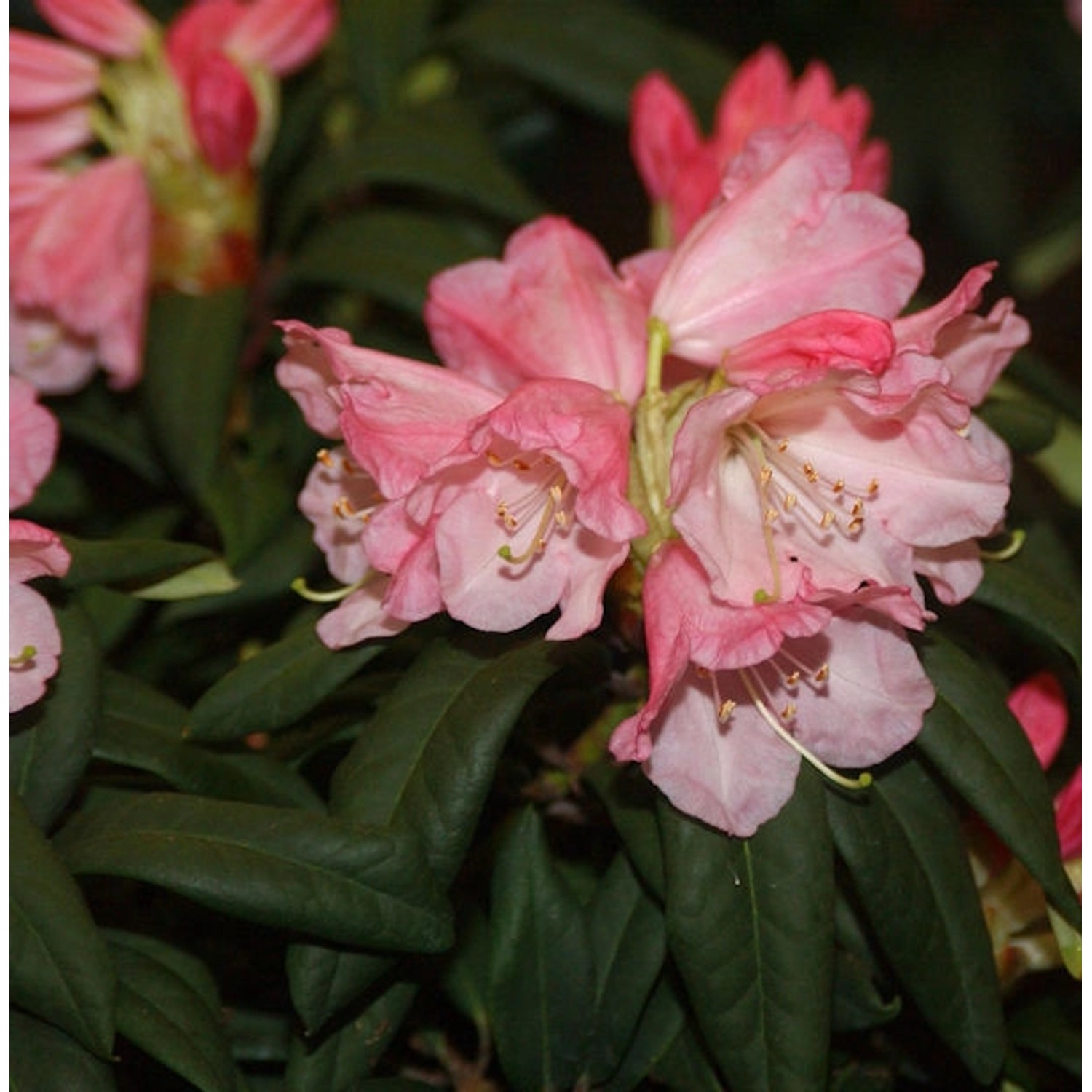 INKARHO - Großblumige Rhododendron Maifeuer 25-30cm - Alpenrose INKARHO - Großblumige Rhododendron Maifeuer 25-30cm - Alpenrose von Die Nr-01.de