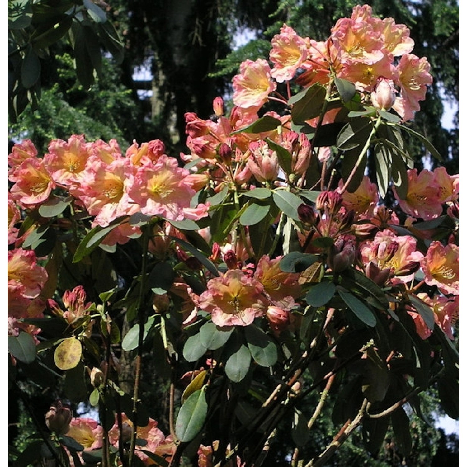INKARHO - Großblumige Rhododendron Santorina 25-30cm - Alpenrose INKARHO - Großblumige Rhododendron Santorina 25-30cm - Alpenrose von Die Nr-01.de