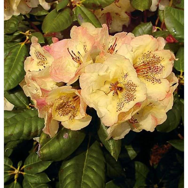 INKARHO - Großblumige Rhododendron Viscy 25-30cm - Alpenrose von Die Nr-01.de