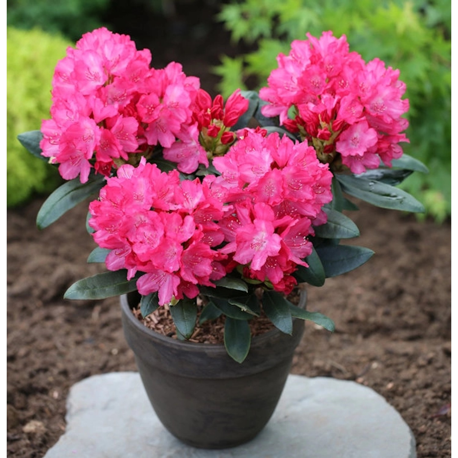 INKARHO - Rhododendron Helgoland 20-25cm - Alpenrose INKARHO - Rhododendron Helgoland 20-25cm - Alpenrose von Die Nr-01.de
