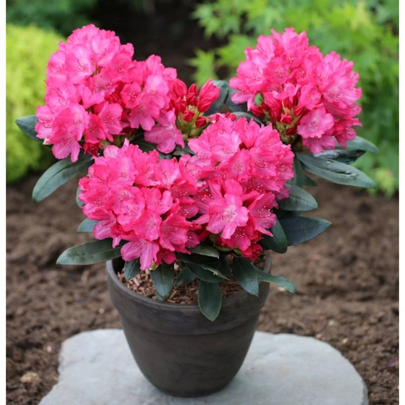 INKARHO - Rhododendron Helgoland 20-25cm - Alpenrose von Die Nr-01.de