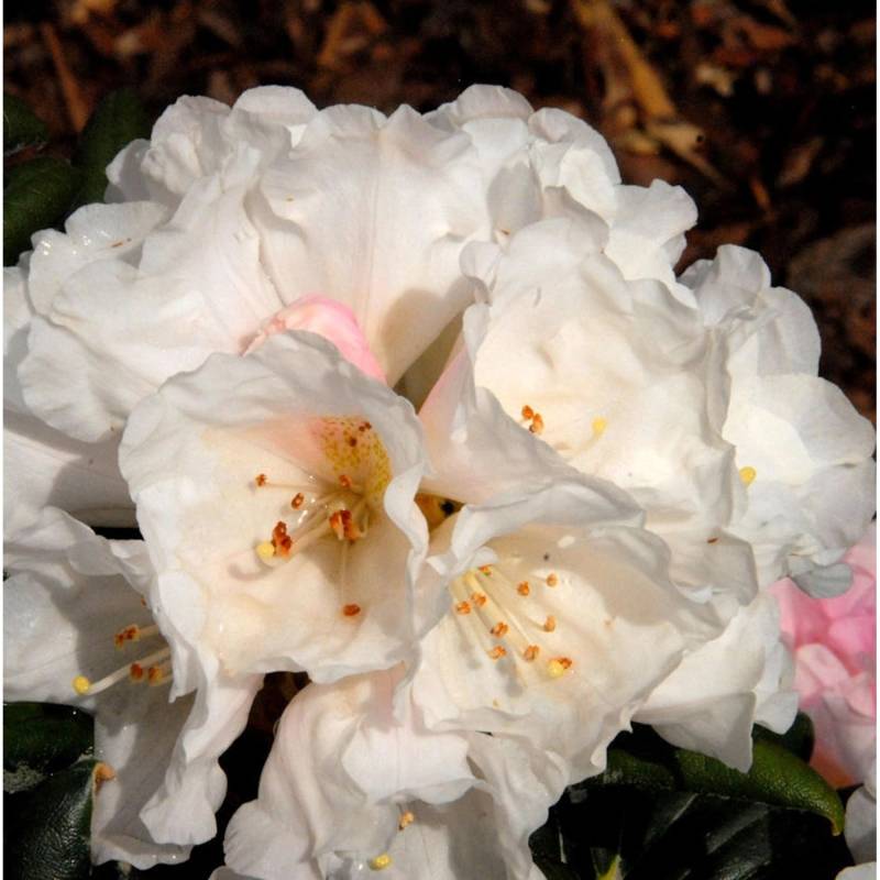 INKARHO - Rhododendron Koichiro Wada 15-20cm - Alpenrose INKARHO - Rhododendron Koichiro Wada 15-20cm - Alpenrose von Die Nr-01.de