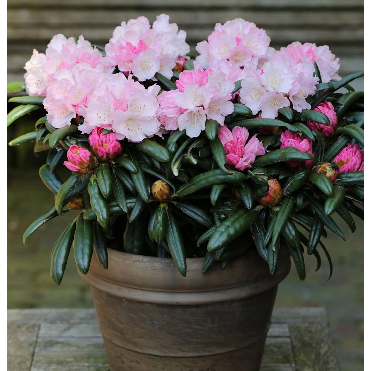 INKARHO - Rhododendron Makiyak 15-20cm - Alpenrose INKARHO - Rhododendron Makiyak 15-20cm - Alpenrose von Die Nr-01.de
