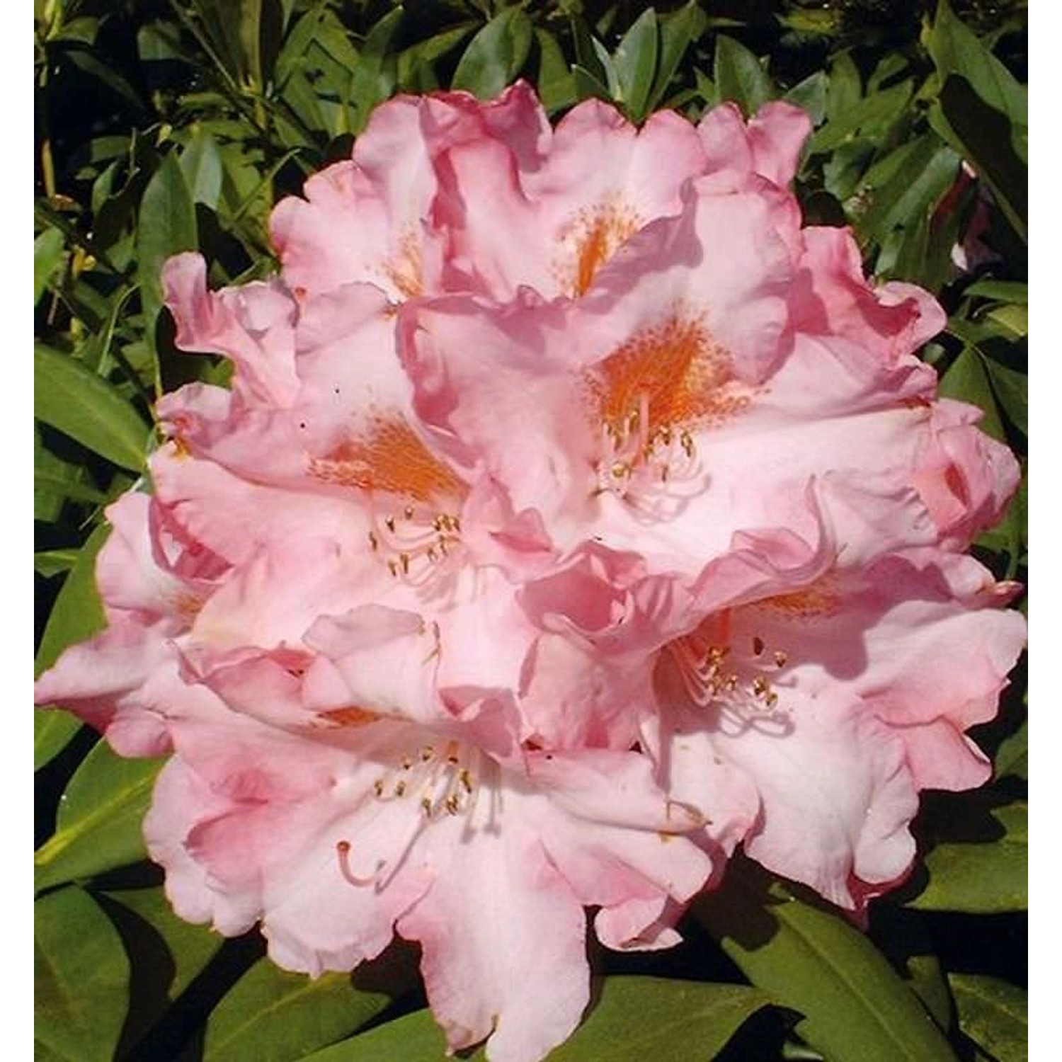 INKARHO - Rhododendron Pink Cherub 20-25cm - Alpenrose INKARHO - Rhododendron Pink Cherub 20-25cm - Alpenrose von Die Nr-01.de
