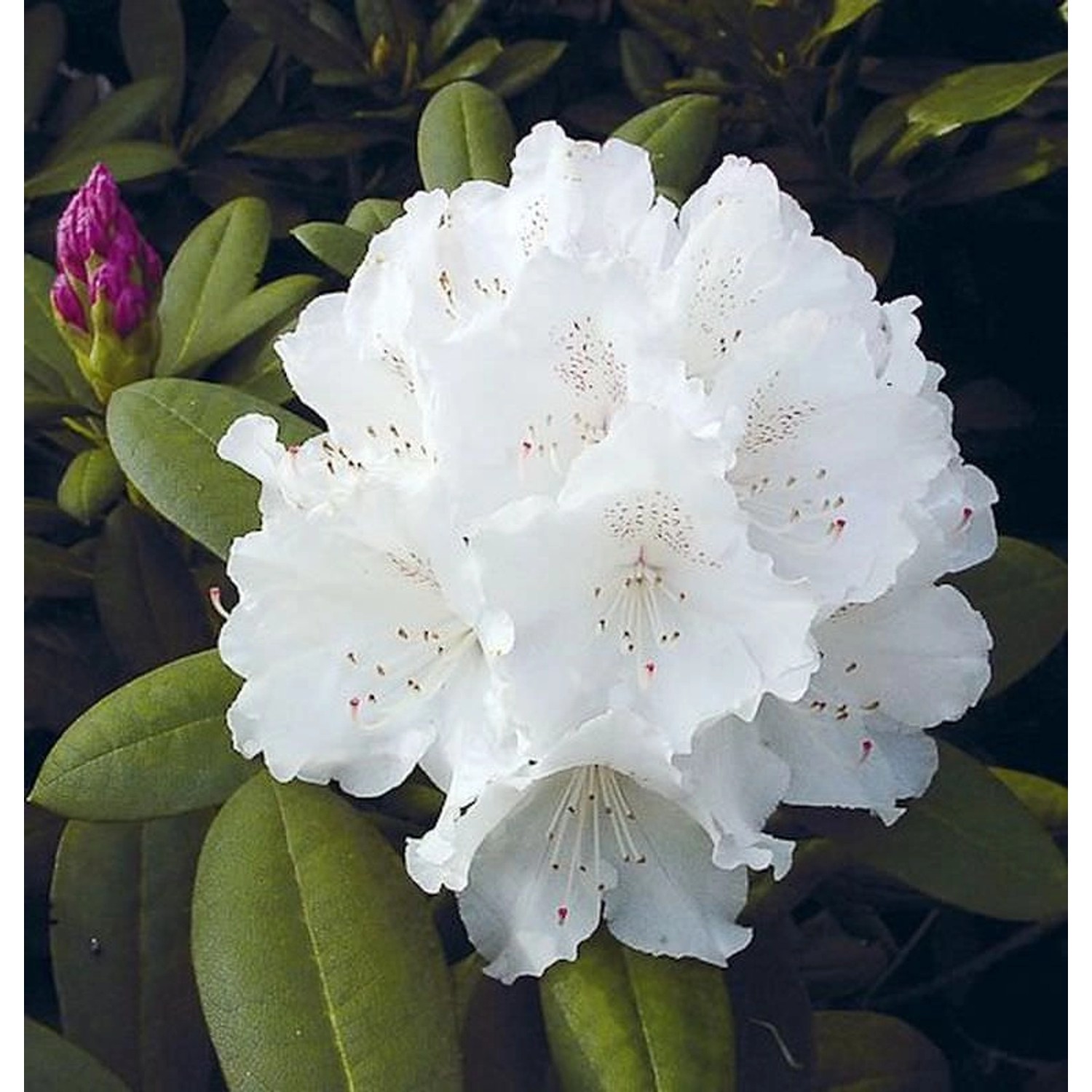 INKARHO - Rhododendron Schneekrone 20-25cm - Alpenrose INKARHO - Rhododendron Schneekrone 20-25cm - Alpenrose von Die Nr-01.de