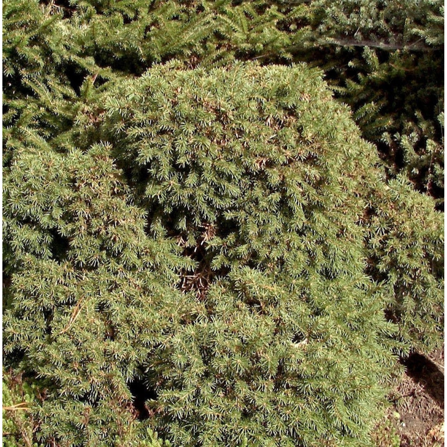 Igel Fichte 25-30cm - Picea abies von Die Nr-01.de