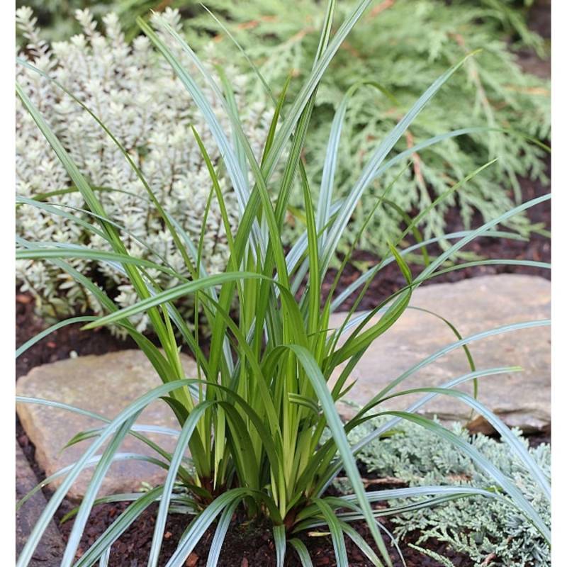 Immergrüne Japan Segge Irish Green - großer Topf - Carex morrowii von Die Nr-01.de