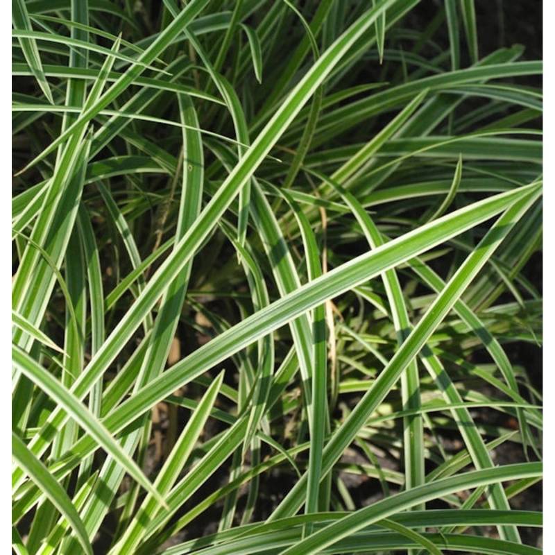 Immergrüne Japan Segge Vanilla Ice - großer Topf - Carex morrowii von Die Nr-01.de