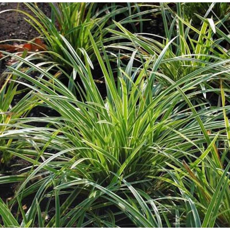 Immergrüne Japan Segge - großer Topf - Carex morrowii von Die Nr-01.de