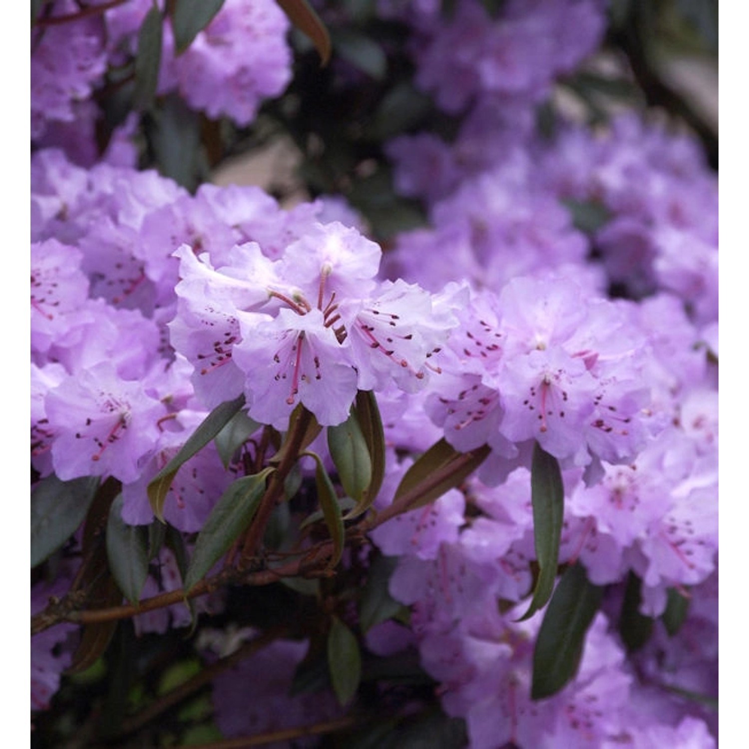 Immergrüne Wildart Rhododendron rubiginosum 40-50cm - Rhododendron rubiginosum Immergrüne Wildart Rhododendron rubiginosum 40-50cm - Rhododendron rubiginosum von Die Nr-01.de