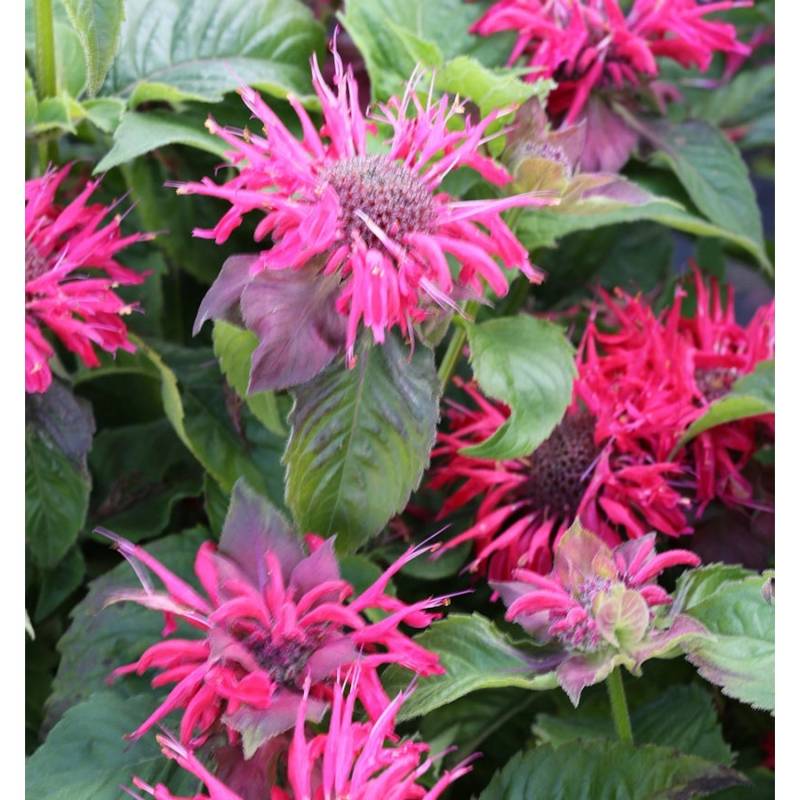 Indianernessel Pink Supreme - Monarda didyma von Die Nr-01.de