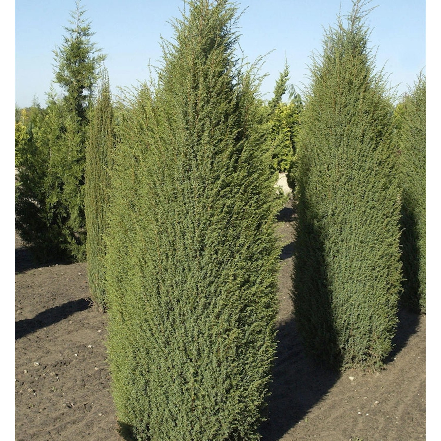 Irischer Säulenwacholder 125-150cm - Juniperus communis von Die Nr-01.de