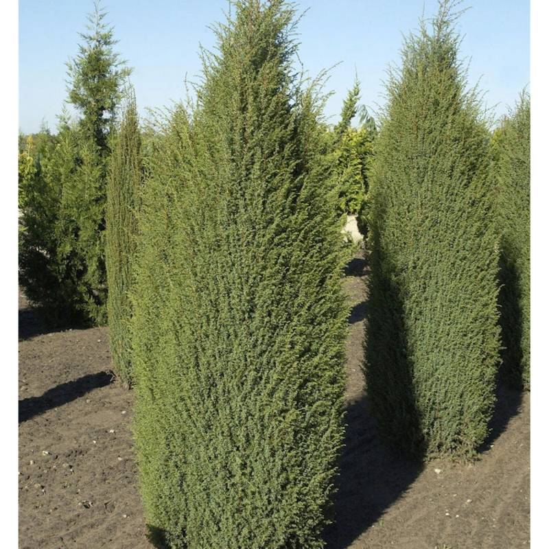 Irischer Säulenwacholder 125-150cm - Juniperus communis von Die Nr-01.de