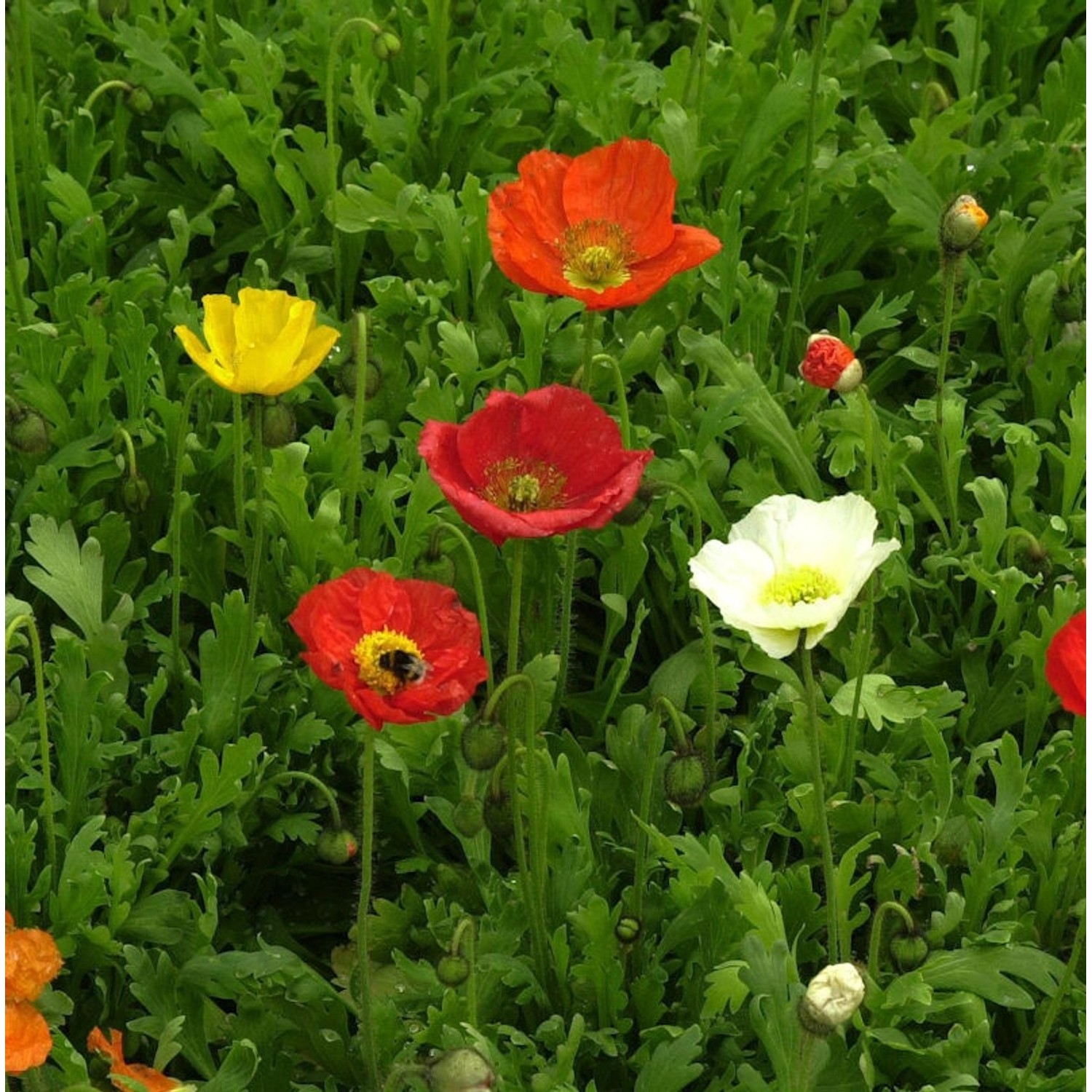 Islandmohn Gartenzwerg - Papaver nudicaule Islandmohn Gartenzwerg - Papaver nudicaule von Die Nr-01.de