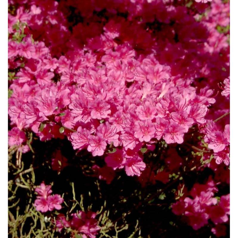 Japanische Azalee Amoena 25-30cm - Rhododendron obtusum - Zwerg Alpenrose von Die Nr-01.de