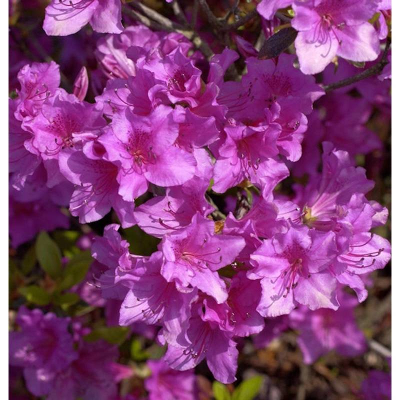 Japanische Azalee Blue Danube 40-50cm - Rhododendron obtusum  - Zwerg Alpenrose von Die Nr-01.de