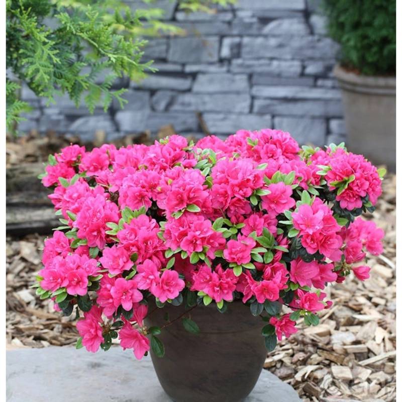 Japanische Azalee Canzonetta 15-20cm - Rhododendron obtusum - Zwerg Alpenrose von Die Nr-01.de