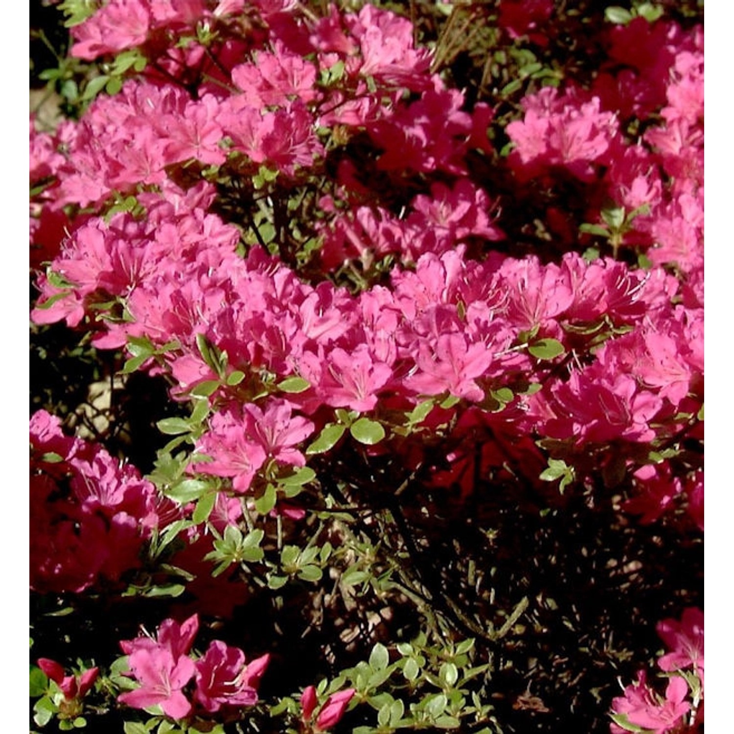 Japanische Azalee Diamant Purpur 25-30cm - Rhododendron obtusum - Zwerg Alpenrose Japanische Azalee Diamant Purpur 25-30cm - Rhododendron obtusum - Zwerg Alpenrose von Die Nr-01.de