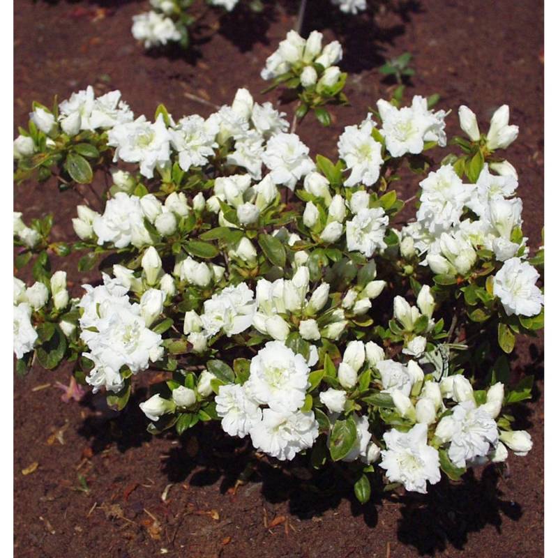 Japanische Azalee Eisprinzessin 40-50cm - Rhododendron obtusum - Zwerg Alpenrose Japanische Azalee Eisprinzessin 40-50cm - Rhododendron obtusum - Zwerg Alpenrose von Die Nr-01.de