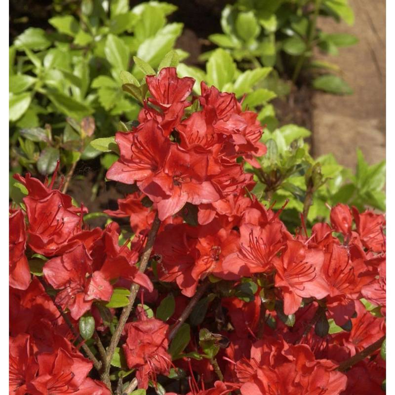 Japanische Azalee Fridoline 50-60cm - Rhododendron obtusum - Zwerg Alpenrose von Die Nr-01.de