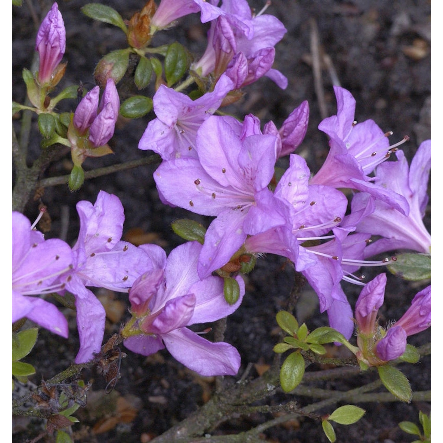 Japanische Azalee Geisha Lila 25-30cm - Rhododendron obtusum Japanische Azalee Geisha Lila 25-30cm - Rhododendron obtusum von Die Nr-01.de