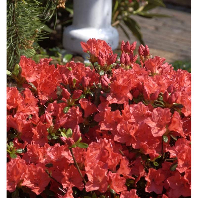 Japanische Azalee Geisha Orange 20-25cm - Rhododendron obtusum - Alpenrose von Die Nr-01.de