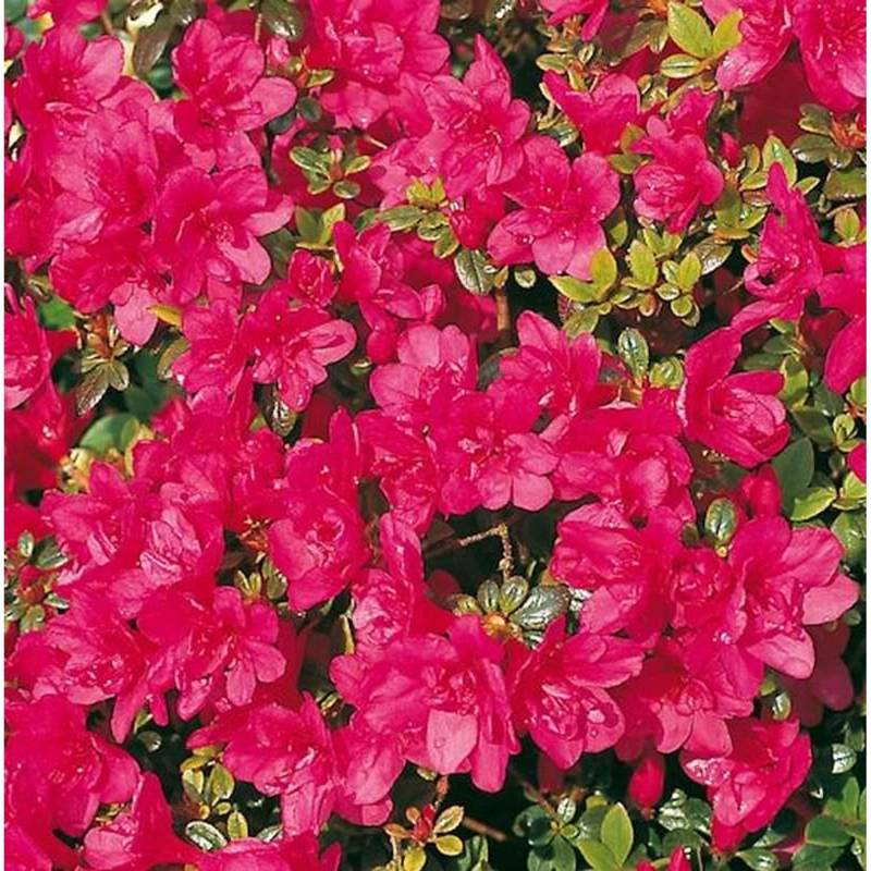 Japanische Azalee Gislinde 25-30cm - Rhododendron obtusum - Zwerg Alpenrose Japanische Azalee Gislinde 25-30cm - Rhododendron obtusum - Zwerg Alpenrose von Die Nr-01.de