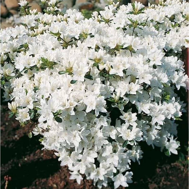 Japanische Azalee Kermesina Alba 30-40cm - Rhododendron obtusum - Zwerg Alpenrose Japanische Azalee Kermesina Alba 30-40cm - Rhododendron obtusum - Zwerg Alpenrose von Die Nr-01.de