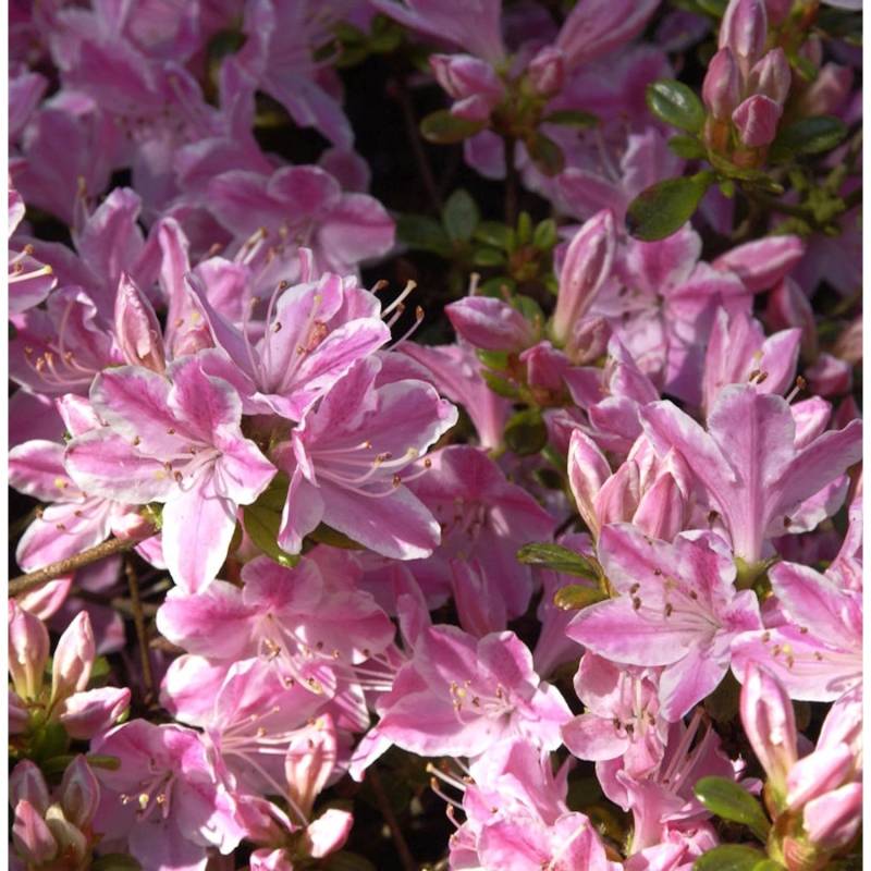 Japanische Azalee Kermesina Rose 20-25cm - Rhododendron obtusum - Alpenrose von Die Nr-01.de