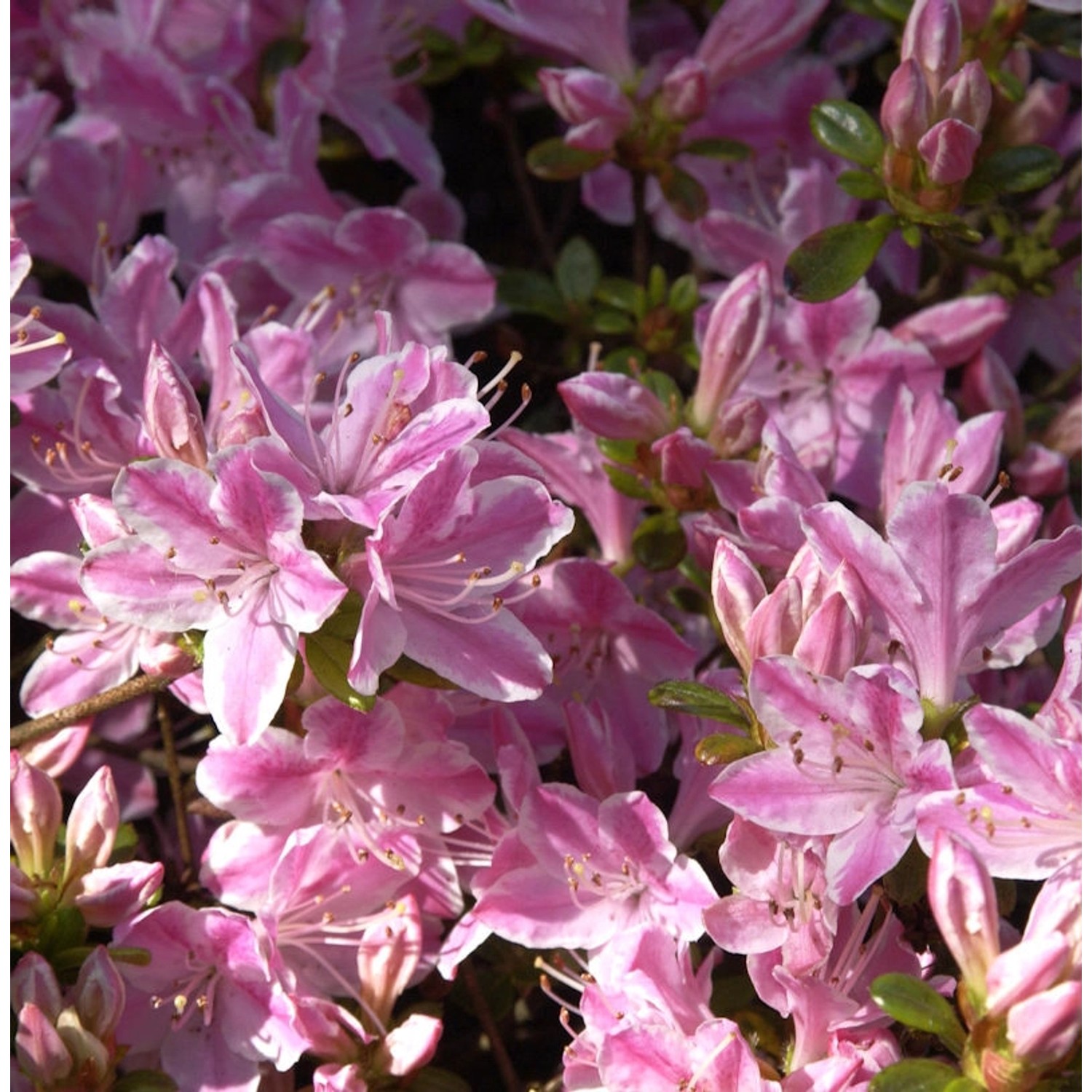 Japanische Azalee Kermesina Rose 50-60cm - Rhododendron obtusum - Alpenrose Japanische Azalee Kermesina Rose 50-60cm - Rhododendron obtusum - Alpenrose von Die Nr-01.de