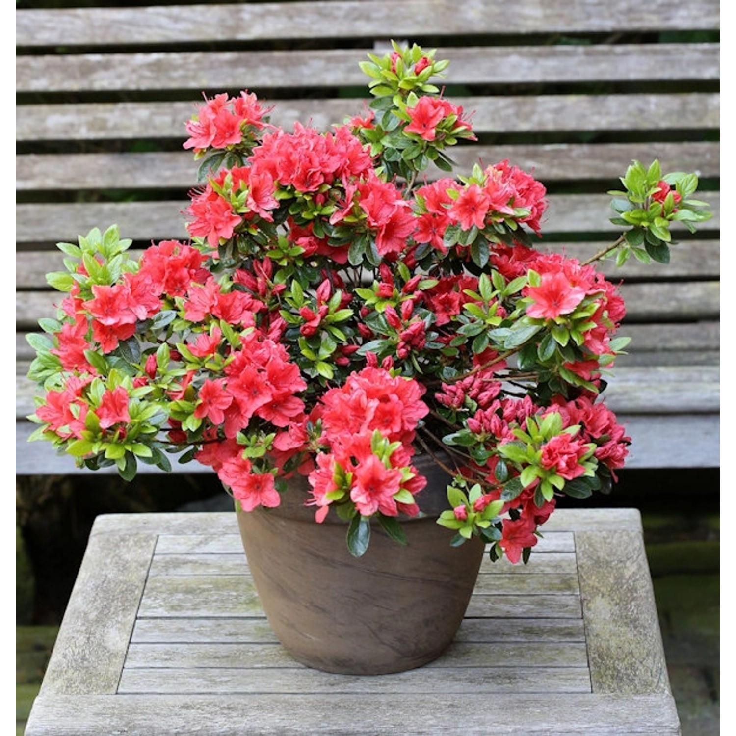 Japanische Azalee Orange Beauty 50-60cm - Rhododendron obtusum - Zwerg Alpenrose Japanische Azalee Orange Beauty 50-60cm - Rhododendron obtusum - Zwerg Alpenrose von Die Nr-01.de