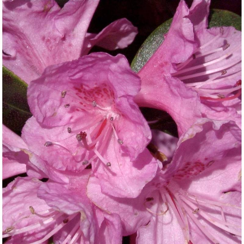 Japanische Azalee P.J. Regal 30-40cm - Rhododendron carolinianum von Die Nr-01.de