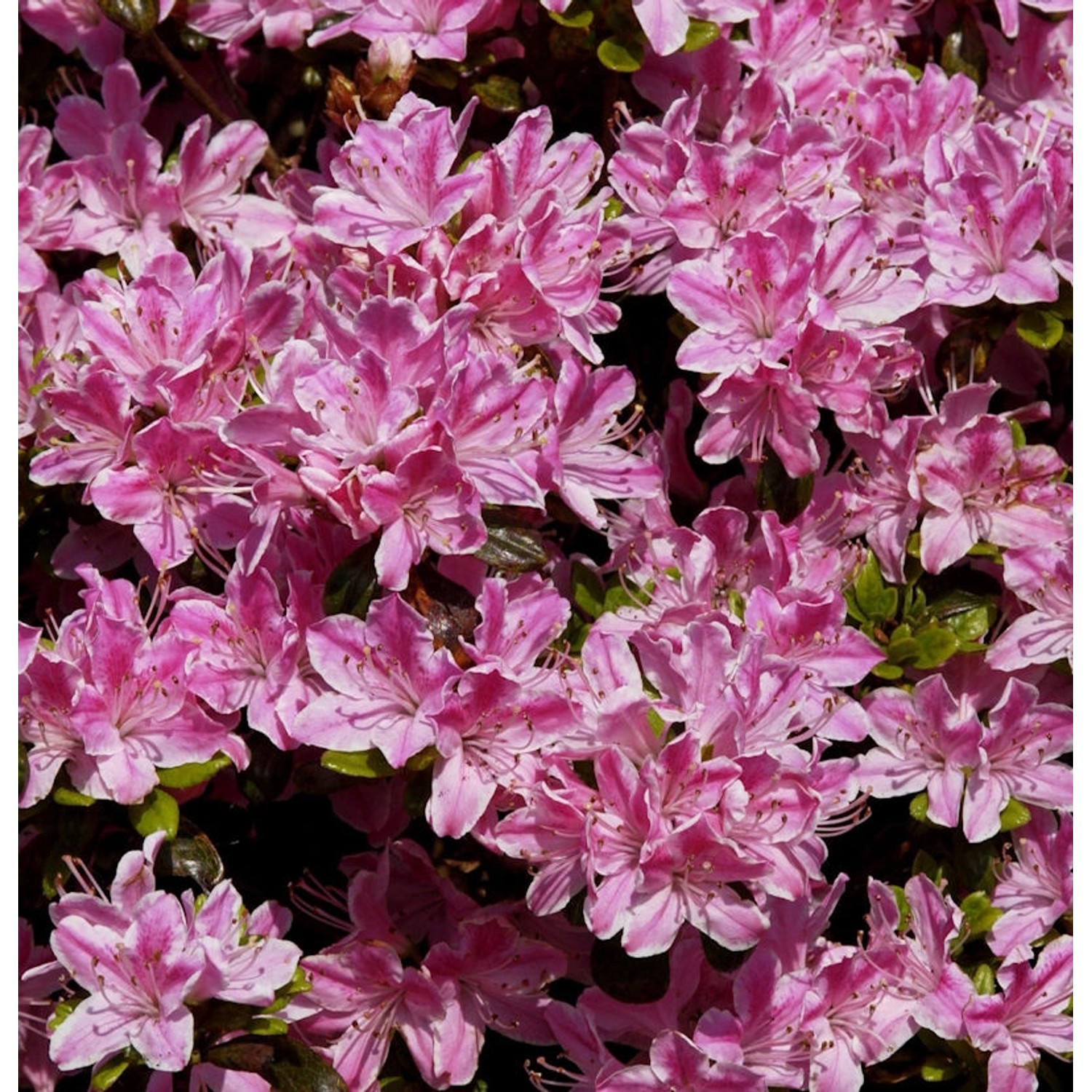 Japanische Azalee Pink Poetry 30-40cm - Rhododendron obtusum - Zwerg Alpenrose Japanische Azalee Pink Poetry 30-40cm - Rhododendron obtusum - Zwerg Alpenrose von Die Nr-01.de