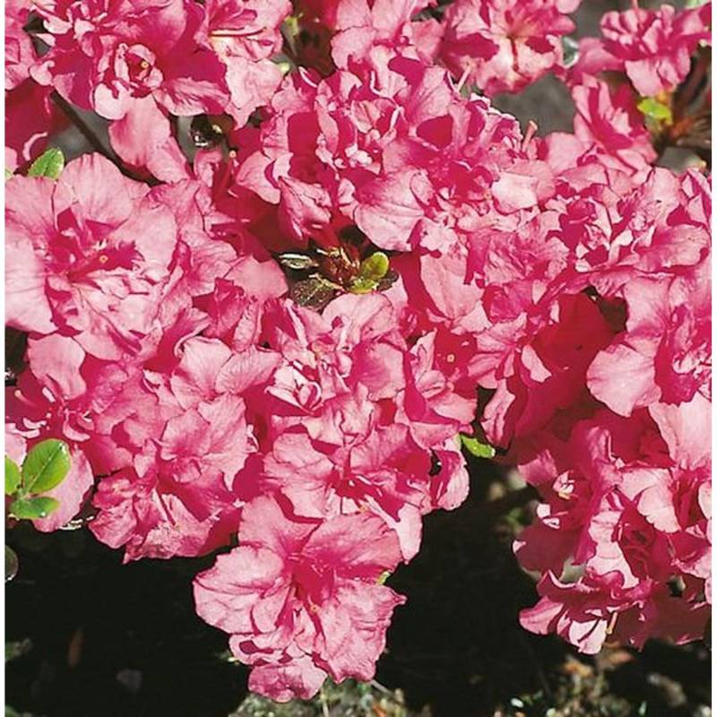 Japanische Azalee Rokoko 15-20cm - Rhododendron obtusum - Alpenrose Japanische Azalee Rokoko 15-20cm - Rhododendron obtusum - Alpenrose von Die Nr-01.de