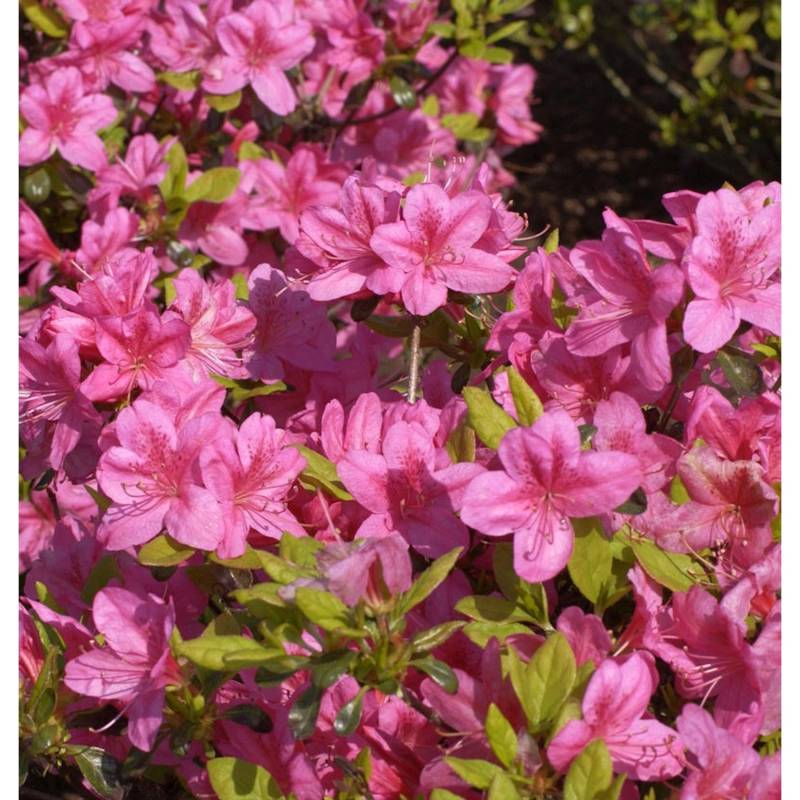 Japanische Azalee Rosalind 30-40cm - Rhododendron obtusum - Zwerg Alpenrose von Die Nr-01.de